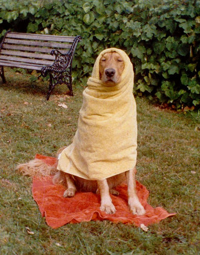 Funny Golden Retriever